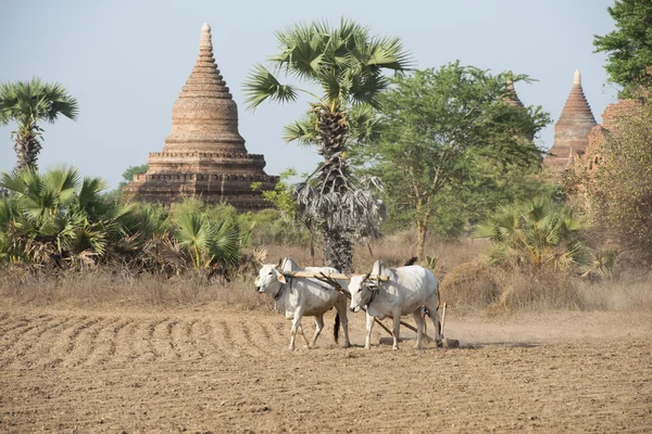 Asia Myanmar Bagan tempel pagode Agraculture — Stockfoto