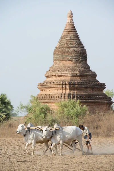 Asia Mianmar Bagan Pagoda templom Agraculture — Stock Fotó