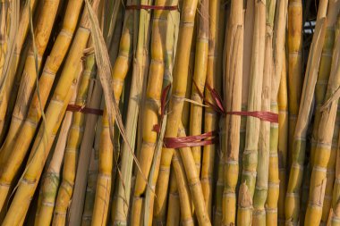 Asya Myanmar Myingyan Agraculture şeker kamışı