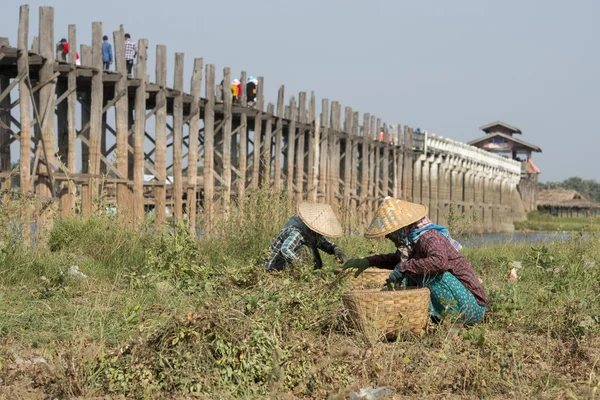 アジア ミャンマー マンダレー アマラプラ U Bein 橋 — ストック写真