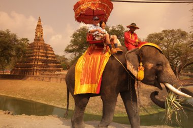 Asya Tayland Ayuthaya fil