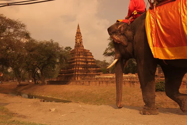 Asie Thajsko Ayuthaya slon — Stock fotografie