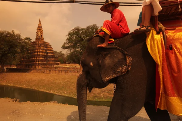 Asie Thajsko Ayuthaya slon — Stock fotografie