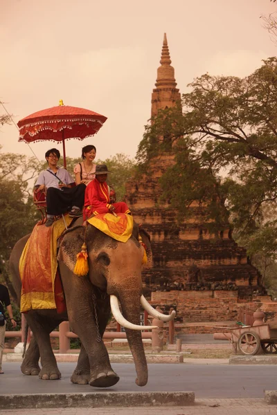 Asia Thailand Ayuthaya olifant — Stockfoto