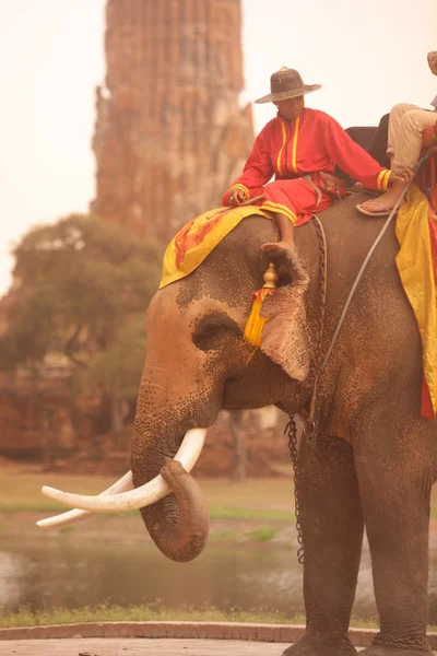 Asien Thailand Ayuthaya Elephant — Stockfoto