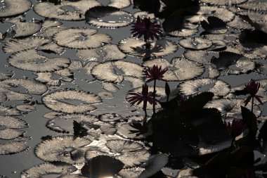 Asya Tayland Ayuthaya doğa Lotus çiçeği