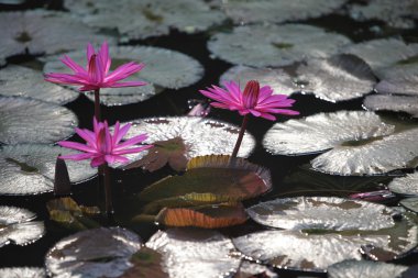 Asya Tayland Ayuthaya doğa Lotus çiçeği
