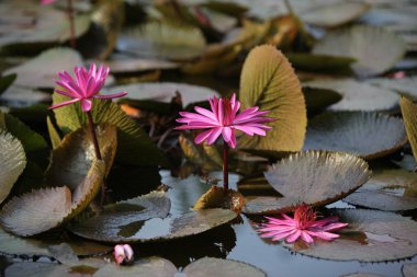 Asya Tayland Ayuthaya doğa Lotus çiçeği