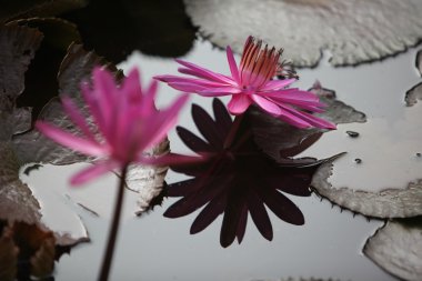 Asya Tayland Ayuthaya doğa Lotus çiçeği