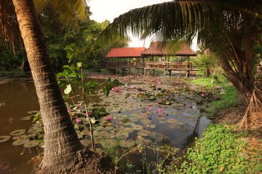 Asya Tayland Ayuthaya doğa Lotus çiçeği
