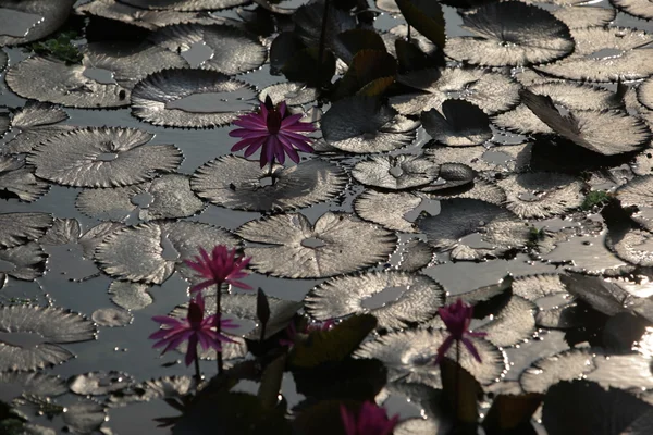 ASIA TAILANDIA AYUTHAYA NATURE LOTUS FLOWER — Foto de Stock