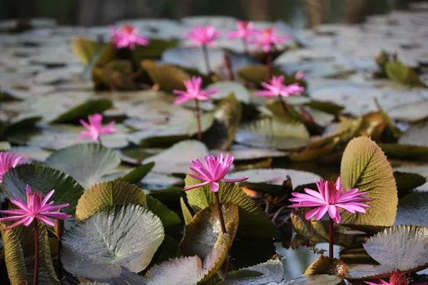 ÁSIA TAILÂNDIA AYUTHAYA NATURE LOTUS FLOWER — Fotografia de Stock