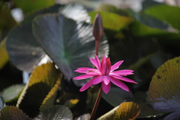Азія Таїланду природа Ayuthaya квітка лотоса — стокове фото