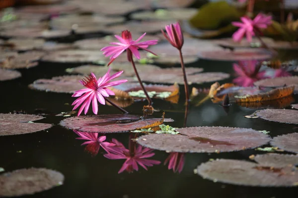 ASIA TAILANDIA AYUTHAYA NATURE LOTUS FLOWER — Foto de Stock