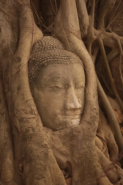 ASIA THAILAND AYUTHAYA WAT PHRA MAHATHAT STONE HEAD — Stock Photo, Image