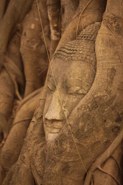 Buddha testa di pietra in radici — Foto Stock