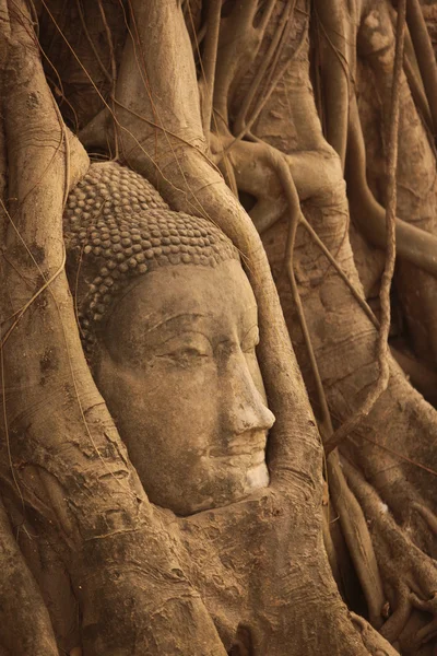 Buddha stone head in roots — Stock Photo, Image