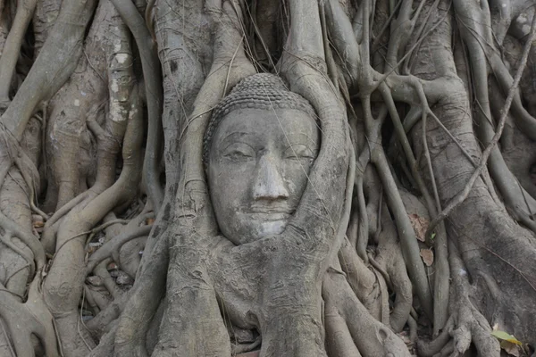 Buddha stone head in roots — Stock Photo, Image