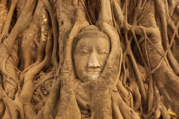 Buddha stone head in roots — Stock Photo, Image