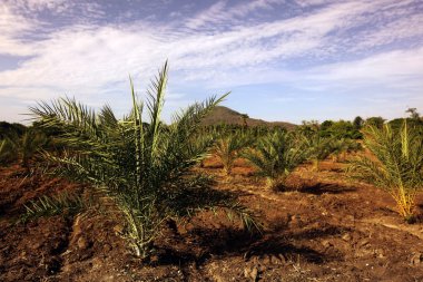 Hurma yağı ağaçları plantasyon