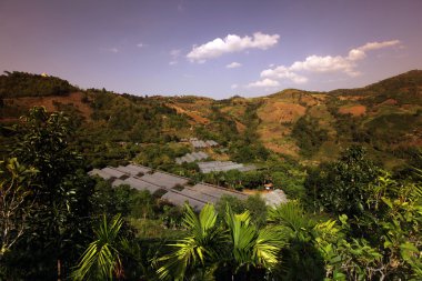 Asya Tayland Chiang Rai Mae Salong Landscape