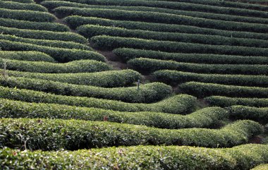 Asya Tayland Chiang Rai Mae Salong Tea plantasyon