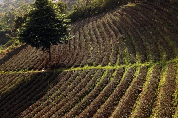 Asya Tayland Chiang Rai Mae Salong Tea plantasyon — Stok fotoğraf