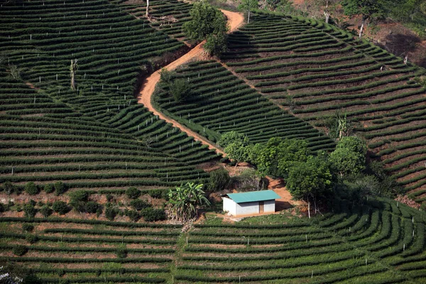 Asya Tayland Chiang Rai Mae Salong Tea plantasyon — Stok fotoğraf