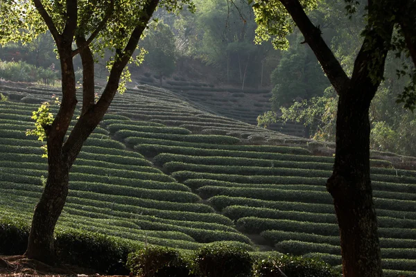 Asya Tayland Chiang Rai Mae Salong Tea plantasyon — Stok fotoğraf