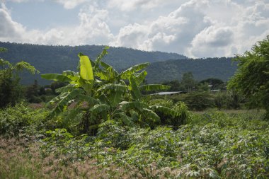 Tayland 'ın Sa Kaeo ilindeki Lalu Doğal Parkı yakınlarındaki Ban Khlong Yang köyünde manzara. Tayland, Sa Kaeo, Kasım, 13, 2025