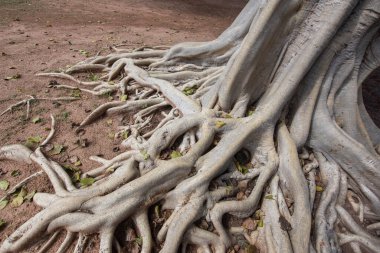 Tayland 'ın Sa Kaeo ilindeki Prasat Sdok Kok Thom' daki Khmer Tapınağı harabelerinde büyük bir ağaç. Tayland, Sa Kaeo, Kasım, 13, 2025