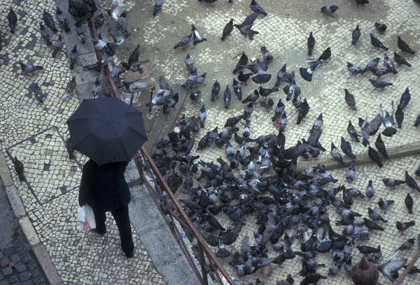 Europa Portugal Lissabon Baixa stad vogels — Stockfoto