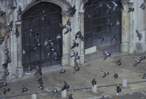 Europa Portugal Lissabon Baixa stad vogels — Stockfoto
