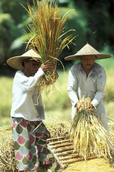 Senior couple working on ricefield — Stock Photo, Image