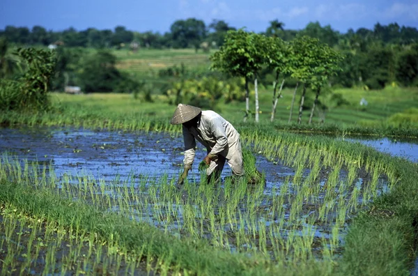 Homme travaillant sur ricefield — Photo
