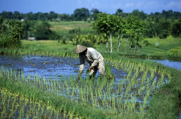 Hombre trabajando en el campo de arroz — Foto de Stock