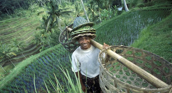 Man with baskets on rice terrace — Stock Photo, Image