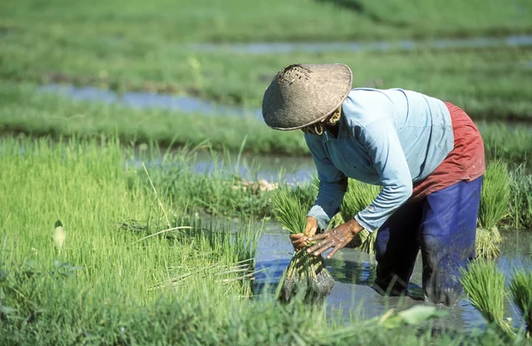 Woman working on rice terrace — Stock Photo, Image