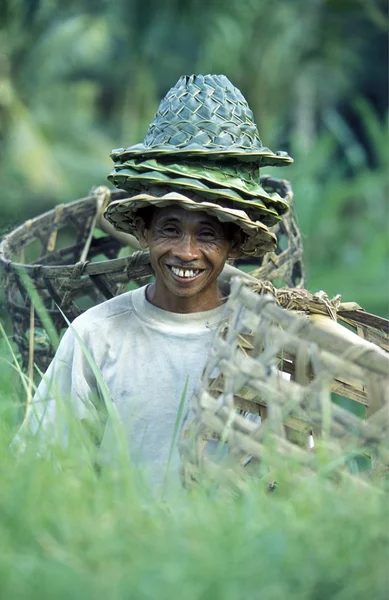 Uomo con cestini sulla terrazza di riso — Foto Stock