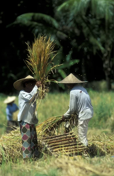 Personas que trabajan en el campo de arroz — Foto de Stock