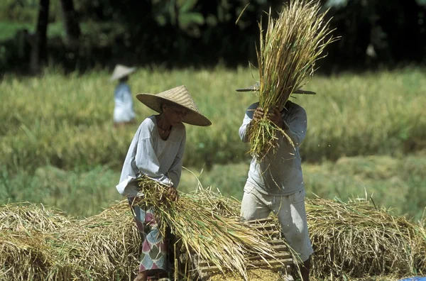 Personnes travaillant dans les rizières — Photo