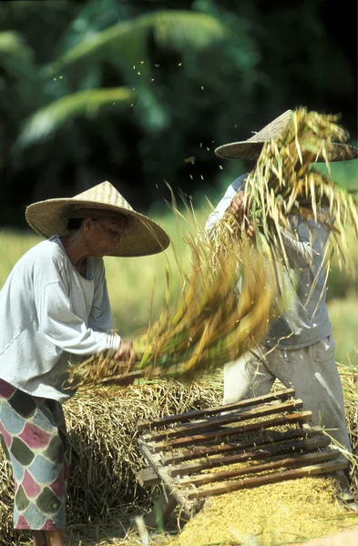 People working on rice field — Stock Photo, Image