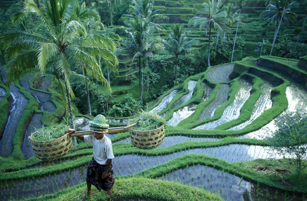 景观的水稻梯田 — 图库照片