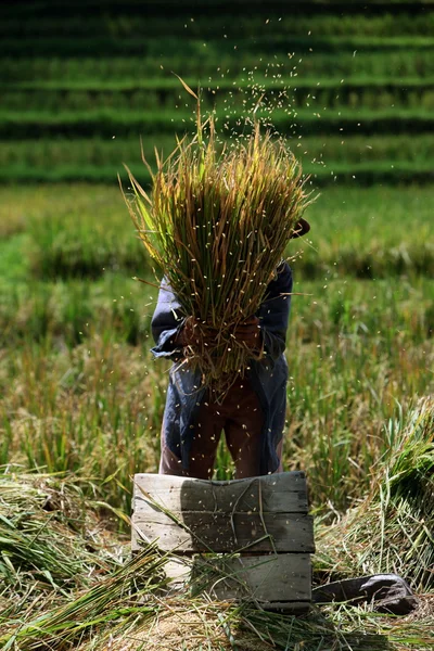 Terraza de arroz cerca de Tegallalang — Foto de Stock