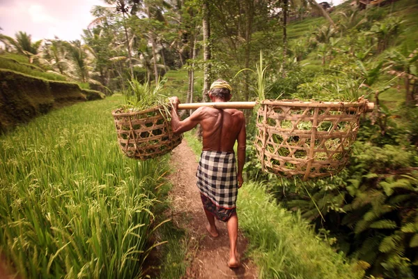 Man on rice terrace — Stock Photo, Image