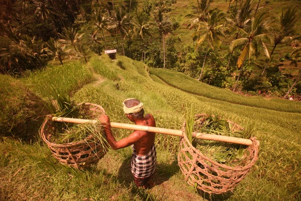 Landschap van de ricefields in Bali — Stockfoto