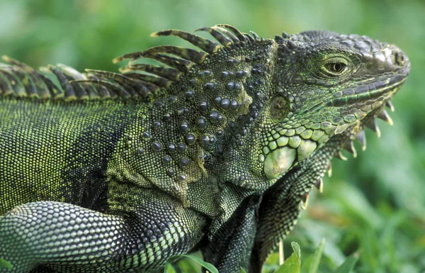 Krásné zelené leguan — Stock fotografie