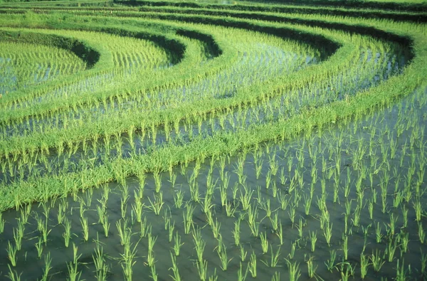 Ricefield en Tegallalang cerca de Ubud — Foto de Stock