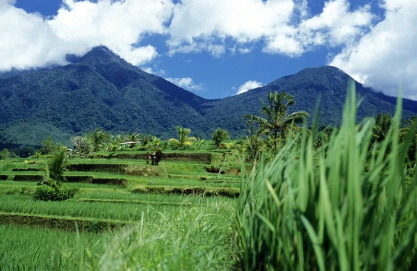 Ricefield in Tegallalang near Ubud — Stock Photo, Image