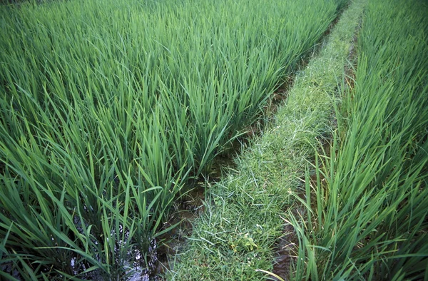 Risfält i Tegallalang nära Ubud — Stockfoto